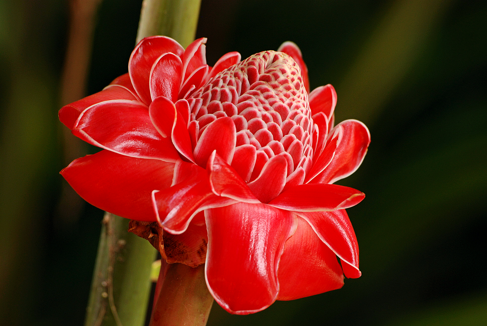 Torch Ginger | Shutterbug